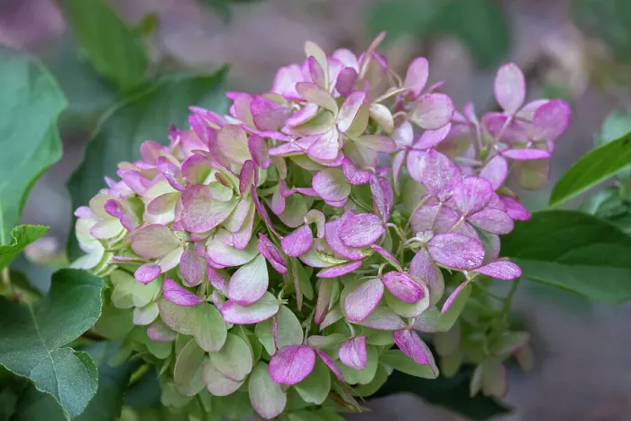Framed Print : Mophead Hydrangea Framed Print : Mophead Hydrangea