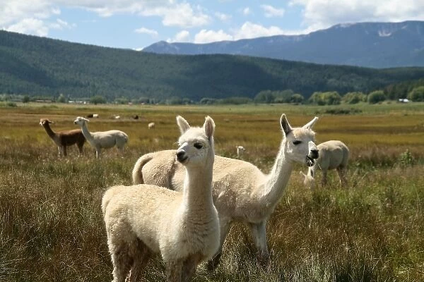 Mora, New Mexico, United States. Victory Ranch Alpaca farm. Huacaya breed