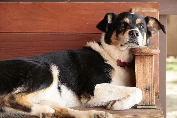 Mora New Mexico, United States. Resting rescue dog on farm