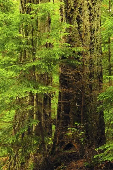 Framed Print : Moran State Park, Washington, USA