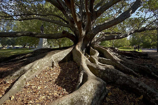 Moreton Fig Tree (Ficus Macrophylla), Auckland Domain, Auckland, North Island, New