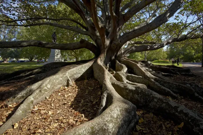 Framed Print : Moreton Fig Tree (Ficus Macrophylla), Auckland Domain, Auckland, North Island, New Framed Print : Moreton Fig Tree (Ficus Macrophylla), Auckland Domain, Auckland, North Island, New
