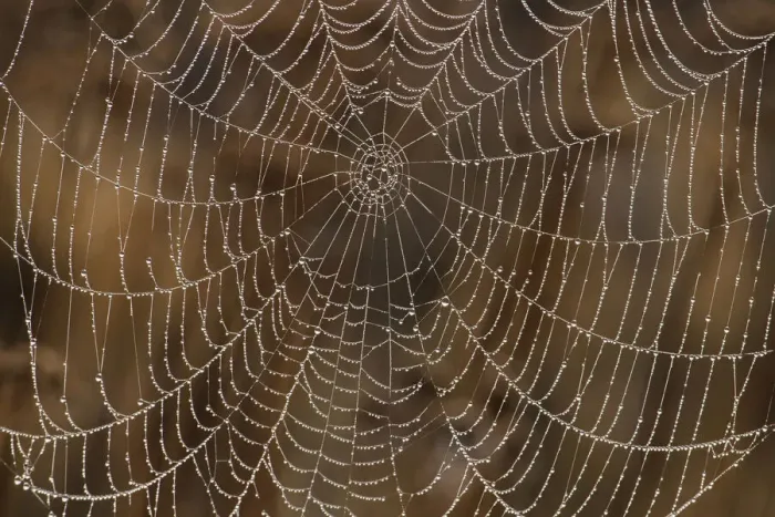 Framed Print : Morning Dew on Orb Spider Web
