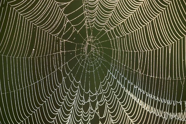 Morning dew on a spider web, Pintail Wildlife Drive, Cameron Prairie National Wildlife Refuge