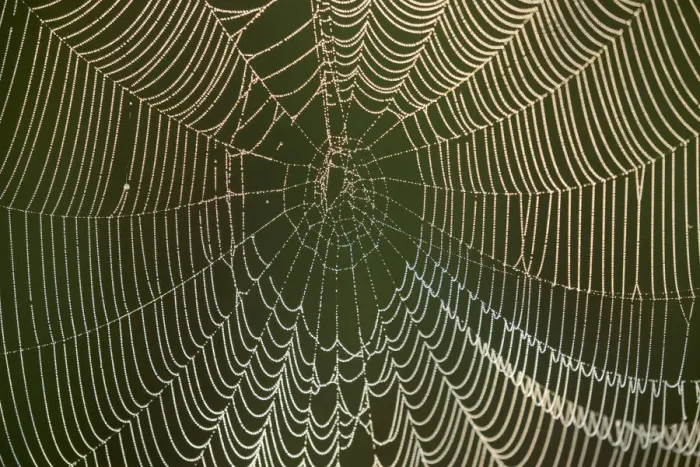 Framed Print : Morning dew on a spider web, Pintail Wildlife Drive, Cameron Prairie National Wildlife Refuge Framed Print : Morning dew on a spider web, Pintail Wildlife Drive, Cameron Prairie National Wildlife Refuge