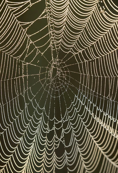 Morning dew on a spider web, Pintail Wildlife Drive, Cameron Prairie National Wildlife Refuge
