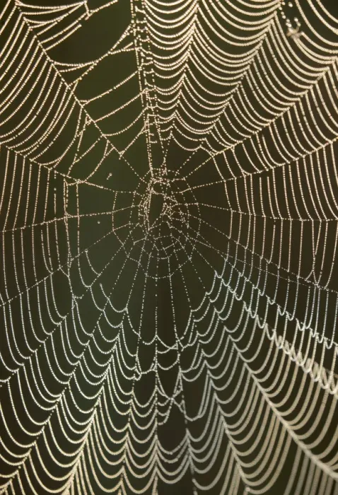 Framed Print : Morning dew on a spider web, Pintail Wildlife Drive, Cameron Prairie National Wildlife Refuge Framed Print : Morning dew on a spider web, Pintail Wildlife Drive, Cameron Prairie National Wildlife Refuge