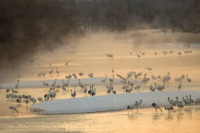 Framed Print : Morning first light and steam coming off of river with resting Red Crowned Cranes
