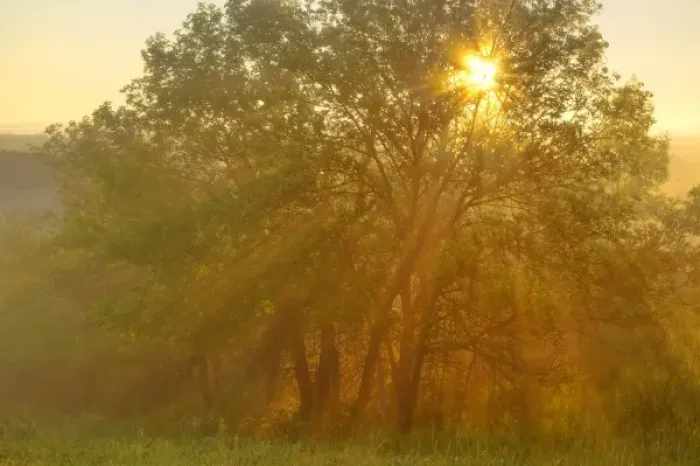 Framed Print : Morning fog bursts through tree on Buck Hill in Theodore Roosevelt National Park