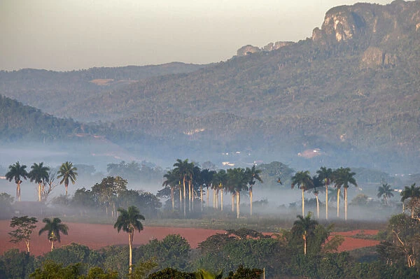 Morning fog rises from the palm tree lined Vinales Valley, Cuba