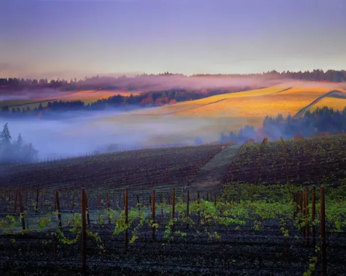Framed Print : Morning fog over Vineyards in Red Hills above Dundee, Oregon Framed Print : Morning fog over Vineyards in Red Hills above Dundee, Oregon