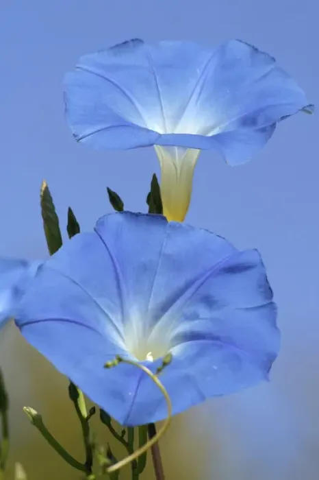 Framed Print : Morning Glory Framed Print : Morning Glory