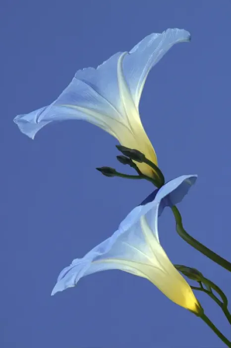 Framed Print : Morning Glory Framed Print : Morning Glory