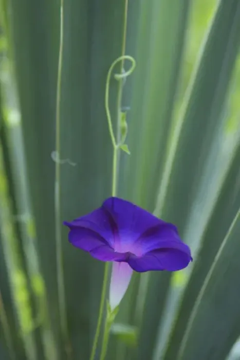 Framed Print : Morning Glory