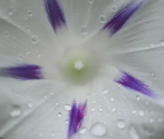 Framed Print : Morning Glory