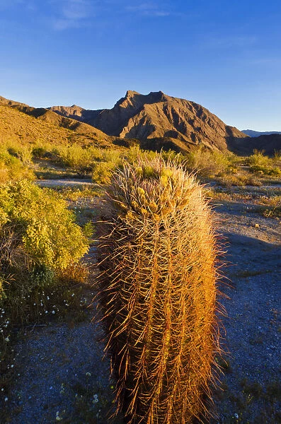 Morning light on cholla and barrel cactus under Indianhead Peak, Anza-Borrego Desert State Park