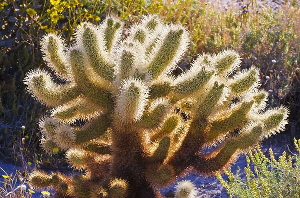 Morning light on cholla cactus, Anza-Borrego Desert State Park, California, USA