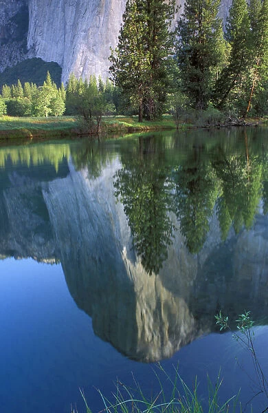 Morning light on El Capitan reflected in the Merced River, Yosemite Valley, Yosemite National Park