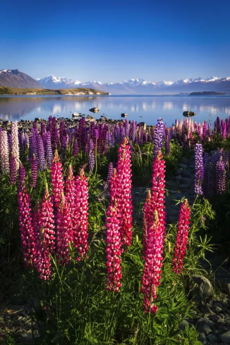 Framed Print : Morning light on lupine at Lake Tekapo, Canterbury, South Island, New Zealand Framed Print : Morning light on lupine at Lake Tekapo, Canterbury, South Island, New Zealand