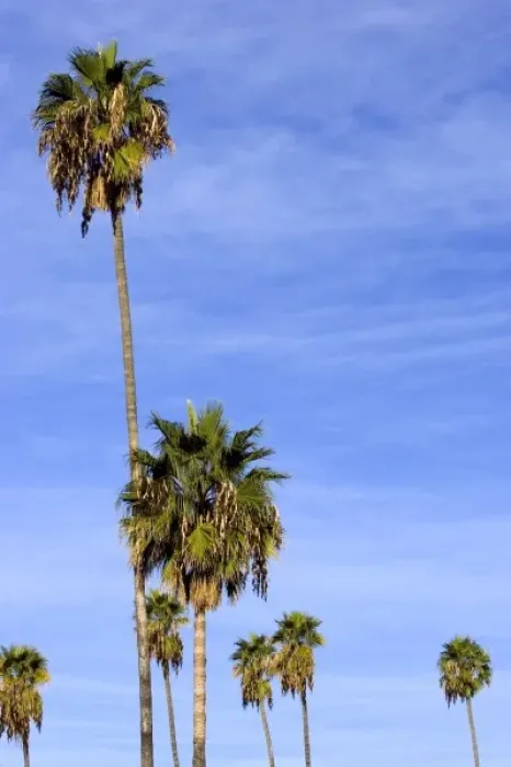 Framed Print : Morning light on palm trees in Los Angeles, California