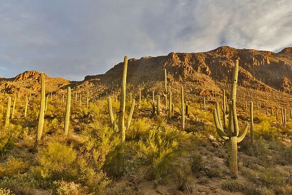 Morning light on Saguaro cactus Saguaro National Park, Arizona
