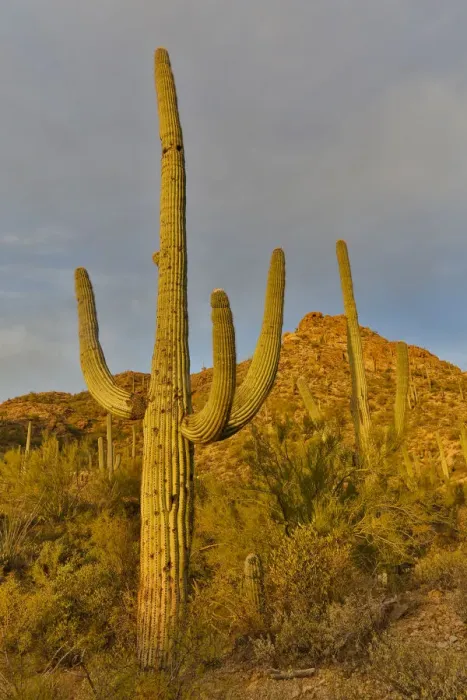 Framed Print : Morning light on Saguaro cactus Saguaro National Park, Arizona Framed Print : Morning light on Saguaro cactus Saguaro National Park, Arizona