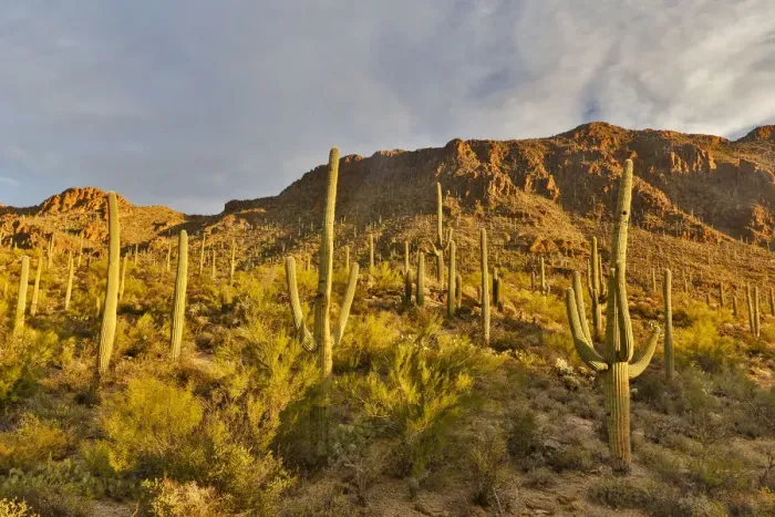 Framed Print : Morning light on Saguaro cactus Saguaro National Park, Arizona
