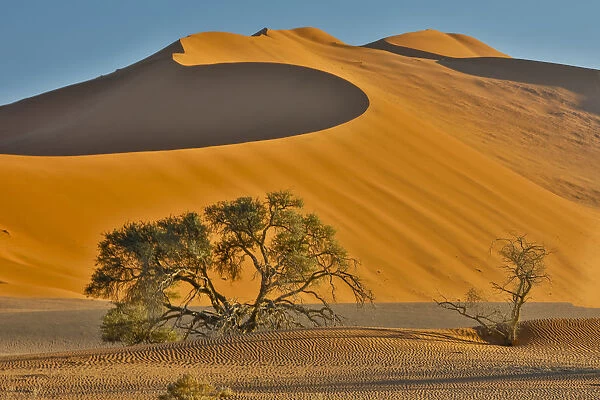 Morning light on the sand dunes of Sossusvlei, Namibia