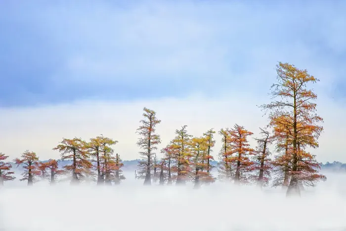 Framed Print : Morning mist and autumn colors on Caddo Lake, Texas Framed Print : Morning mist and autumn colors on Caddo Lake, Texas