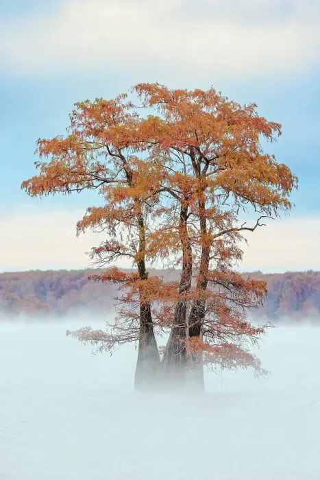 Framed Print : Morning mist and autumn colors on Caddo Lake, Texas Framed Print : Morning mist and autumn colors on Caddo Lake, Texas