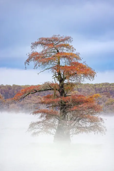 Framed Print : Morning mist and autumn colors on Caddo Lake, Texas Framed Print : Morning mist and autumn colors on Caddo Lake, Texas