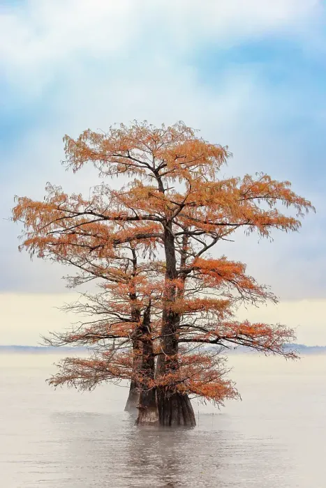 Framed Print : Morning mist and autumn colors on Caddo Lake, Texas Framed Print : Morning mist and autumn colors on Caddo Lake, Texas