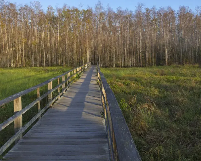 Framed Print : Morning mist at the Corkscrew Swamp Sanctuary boardwalk, Florida