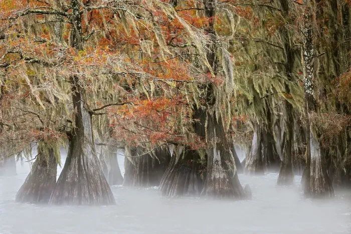 Framed Print : Morning mist on southern swamp, Caddo Lake, Texas Framed Print : Morning mist on southern swamp, Caddo Lake, Texas
