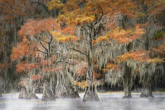 Framed Print : Morning mist on southern swamp, Caddo Lake, Texas Framed Print : Morning mist on southern swamp, Caddo Lake, Texas