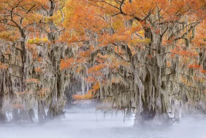 Framed Print : Morning mist on southern swamp, Caddo Lake, Texas Framed Print : Morning mist on southern swamp, Caddo Lake, Texas