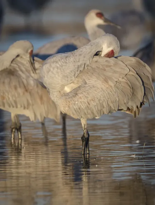 Framed Print : Morning preening at sunrise, sandhill cranes, Grus canadensis, Bosque del Apache