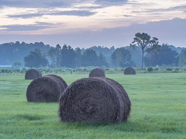 Morning rural scene at sunrise, central Florida, with hay bales