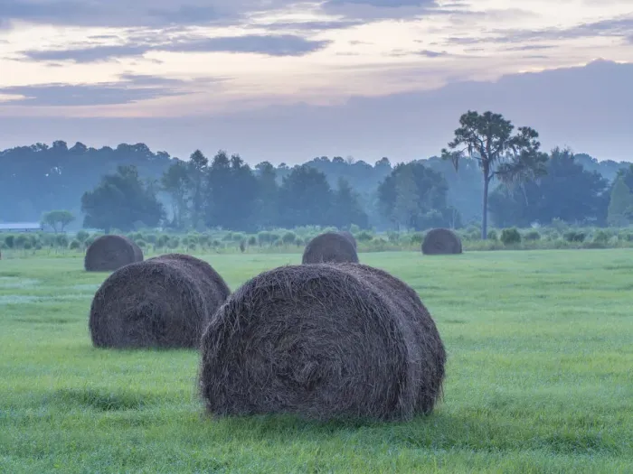 Framed Print : Morning rural scene at sunrise, central Florida, with hay bales Framed Print : Morning rural scene at sunrise, central Florida, with hay bales