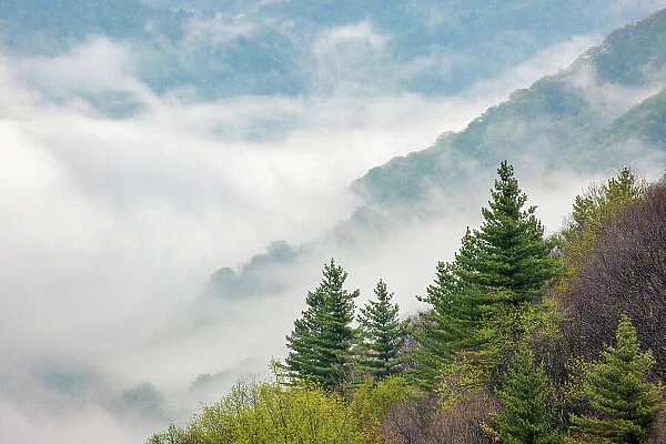 Morning spring view of Oconaluftee Valley with rising mist, Great Smoky Mountains National Park, North Carolina