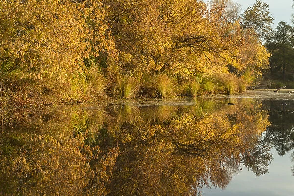 Morning view of American River shoreline and reflection of fall colors from a kayak