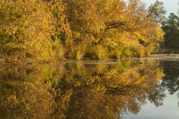 Framed Print : Morning view of American River shoreline and reflection of fall colors from a kayak Framed Print : Morning view of American River shoreline and reflection of fall colors from a kayak