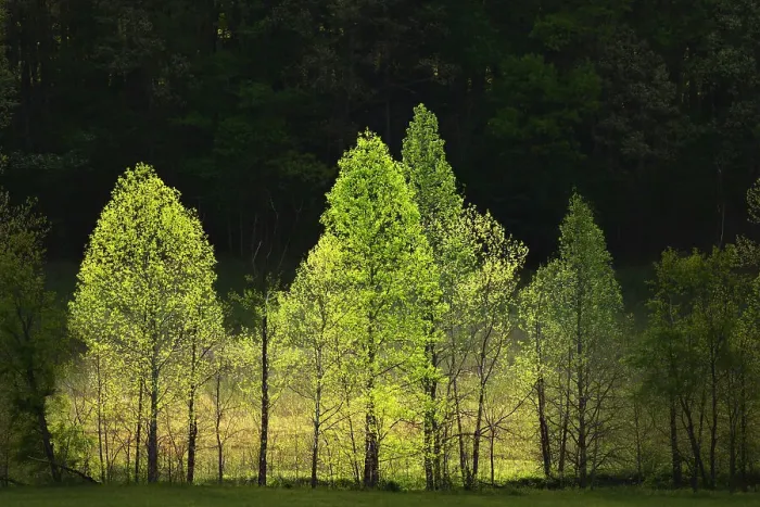 Framed Print : Morning view of backlit row of trees, Cades Cove, Great Smoky Mountains National Park, Tennessee
