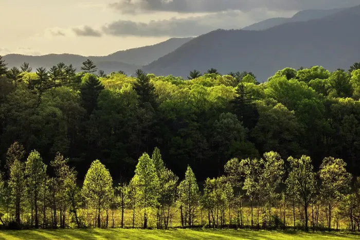 Framed Print : Morning view of backlit row of trees, Cades Cove, Great Smoky Mountains National Park, Tennessee Framed Print : Morning view of backlit row of trees, Cades Cove, Great Smoky Mountains National Park, Tennessee