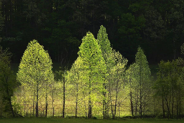 Morning view of backlit row of trees, Cades Cove, Great Smoky Mountains National Park, Tennessee