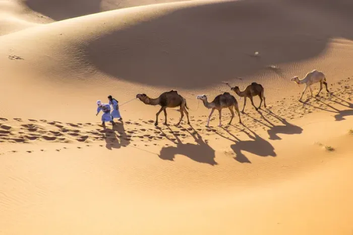 Framed Print : Morocco, Erg Chegaga (or Chigaga) is a Saharan sand dune, it is the largest and wildest of Morocco Framed Print : Morocco, Erg Chegaga (or Chigaga) is a Saharan sand dune, it is the largest and wildest of Morocco