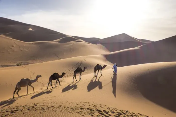 Framed Print : Morocco, Erg Chegaga (or Chigaga) is a Saharan sand dune (approximately 40 km to 15 km wide) Framed Print : Morocco, Erg Chegaga (or Chigaga) is a Saharan sand dune (approximately 40 km to 15 km wide)