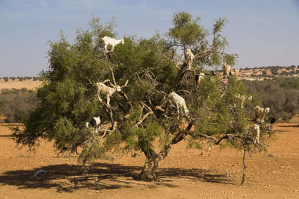 Morocco, Essaouira. Famous Argan tree-climbing goats. The goats eat the nuts