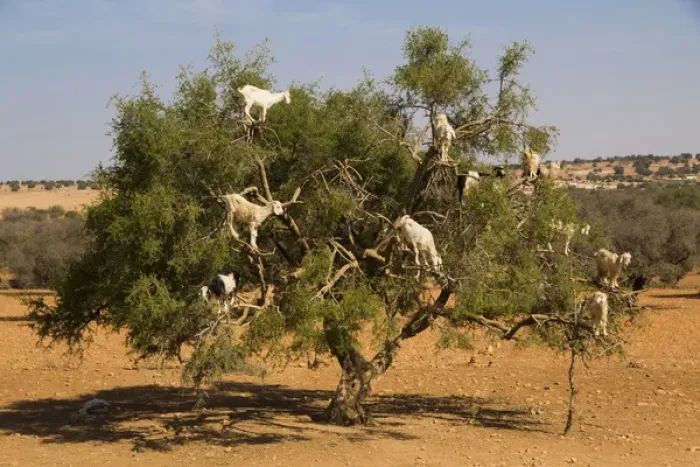 Framed Print : Morocco, Essaouira. Famous Argan tree-climbing goats. The goats eat the nuts Framed Print : Morocco, Essaouira. Famous Argan tree-climbing goats. The goats eat the nuts