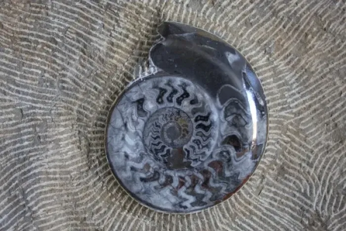 Framed Print : Morocco, fossil polishing and teatment, natulis spiral shell fossil Framed Print : Morocco, fossil polishing and teatment, natulis spiral shell fossil